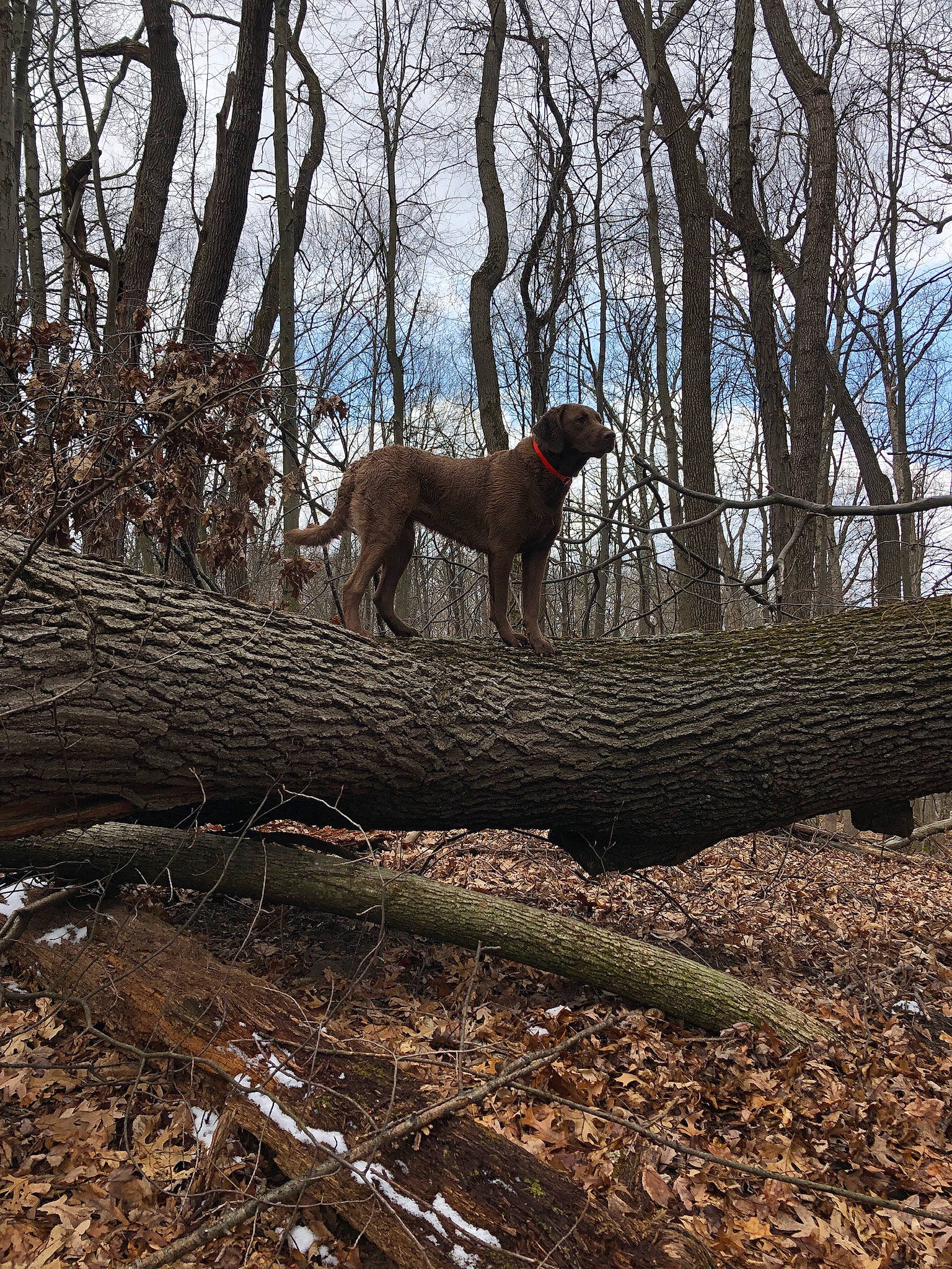Remi is registered to the contest to win money with this photo: carnivore, cloud, deciduous, dog, dog_breed, fawn, forest, grass, landscape, natural_landscape, plant, sky, sunlight, tail, tree, trunk, twig, vegetation, wood, woody_plant