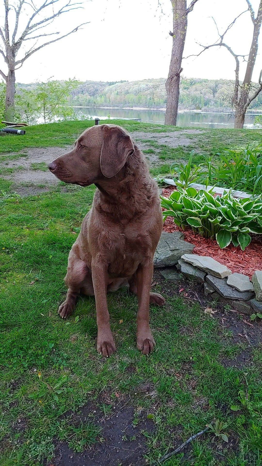 Remi joined the competition — help win amazing prizes! canidae, carnivore, companion_dog, dog, dog_breed, dog_collar, fawn, flowerpot, grass, groundcover, gun_dog, liver, plant, pointing_breed, sky, snout, sporting_group, tail, tree, working_animal