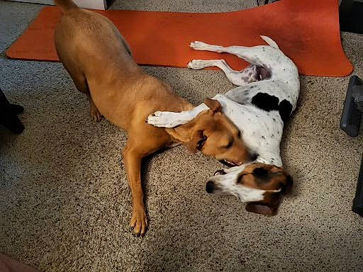 Otis is registered to the contest to win money with this photo: beagle, canidae, carnivore, comfort, companion_dog, dog, dog_breed, fawn, flooring, fur, hardwood, hound, human_leg, non_sporting_group, paw, scent_hound, sporting_group, street_dog, tail, working_animal