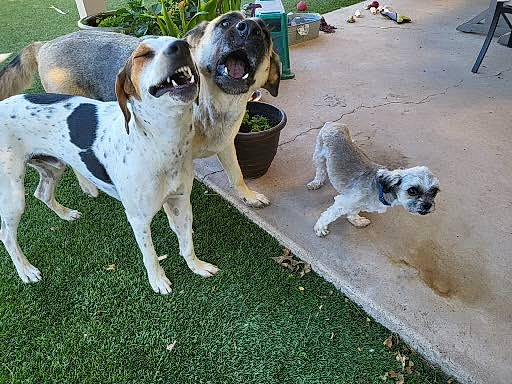 Otis is registered to the contest to win money with this photo: australian_cattle_dog, canidae, carnivore, chair, companion_dog, dog, dog_breed, fawn, grass, mammal, non_sporting_group, plant, sidewalk, sporting_group, tail, vertebrate, working_dog, yard