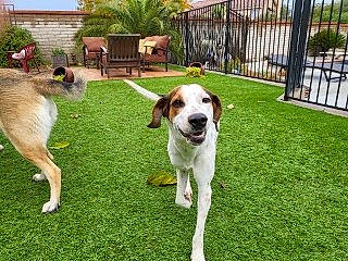 Otis is registered to the contest to win money with this photo: ancient_dog_breeds, canidae, carnivore, chair, companion_dog, dog, dog_breed, fawn, fence, grass, hunting_dog, palm_tree, plant, sporting_group, street_dog, tail, tree, working_dog, yard