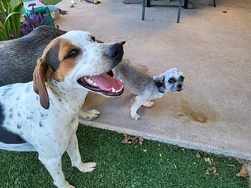 Otis is registered to the contest to win money with this photo: canidae, carnivore, chair, collar, companion_dog, dog, dog_breed, dog_supply, fawn, grass, plant, snout, sporting_group, tail, working_dog