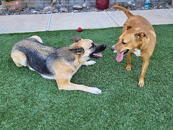 Cali is registered to the contest to win money with this photo: ancient_dog_breeds, canidae, carnivore, companion_dog, dog, dog_breed, fawn, grass, herding_dog, paw, plant, puppy, snout, sporting_group, tail, working_dog