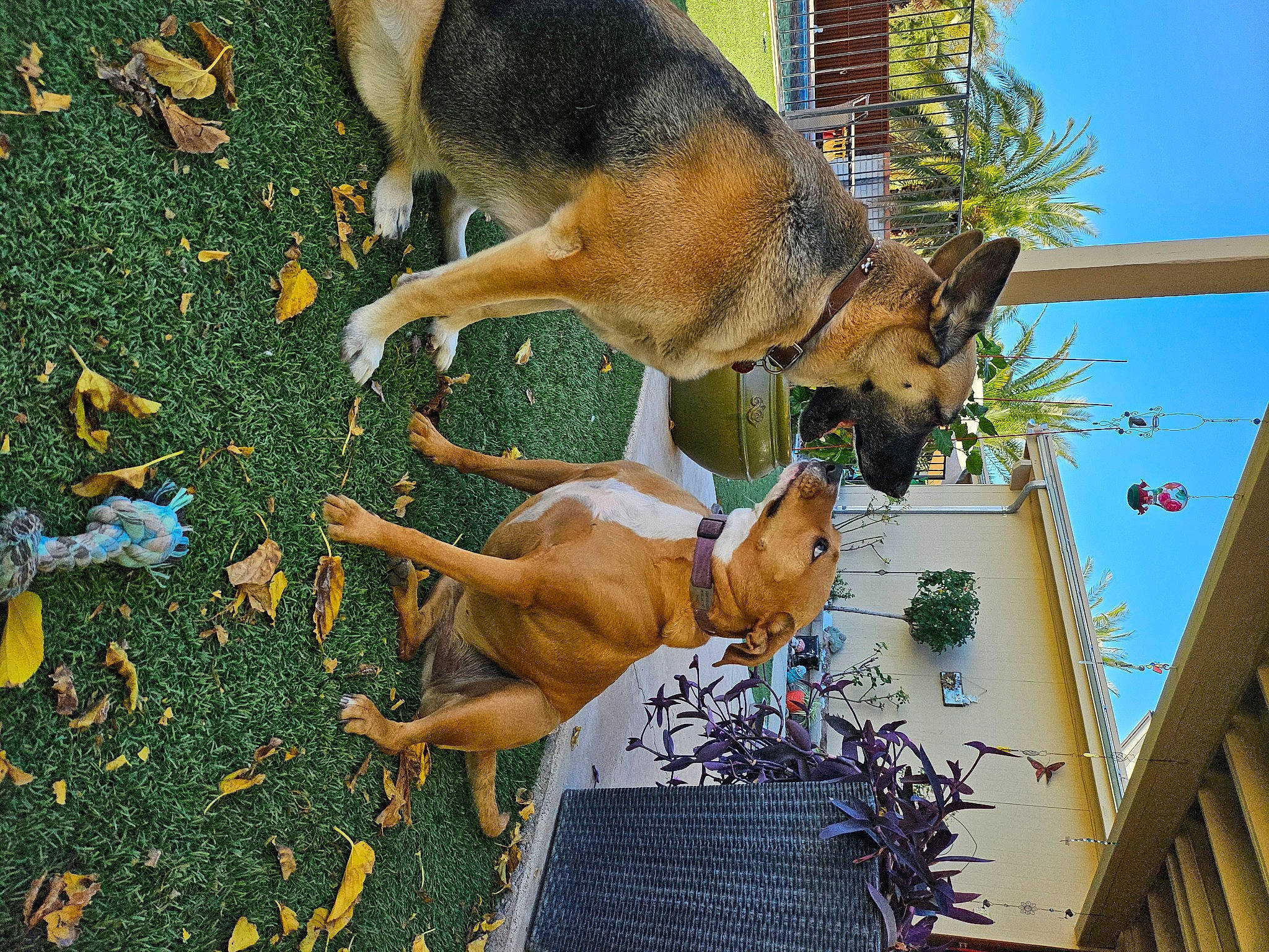 Cali joined the competition — help win amazing prizes! canidae, carnivore, collar, companion_dog, dog, dog_breed, fawn, grass, guard_dog, plant, sky, snout, sporting_group, street_dog, tail, tree, wildlife, window, working_dog