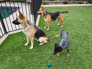 Cali joined the competition — help win amazing prizes! canidae, carnivore, companion_dog, dog, dog_breed, east_european_shepherd, fence, german_shepherd_dog, grass, herding_dog, home_fencing, king_shepherd, lawn, mesh, old_german_shepherd_dog, plant, sporting_group, tail, wire_fencing, working_dog