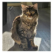 Howl is registered to the contest to win money with this photo: animal, calm, cat, companion, curious, cute, domestic_cat, feline, fluffy, golden_eyes, household, indoor, long_fur, pet, quiet, shadow, sitting, sunlight, tabby_cat, wooden_floor