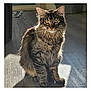 animal, calm, cat, companion, curious, cute, domestic_cat, feline, fluffy, golden_eyes, household, indoor, long_fur, pet, quiet, shadow, sitting, sunlight, tabby_cat, wooden_floor