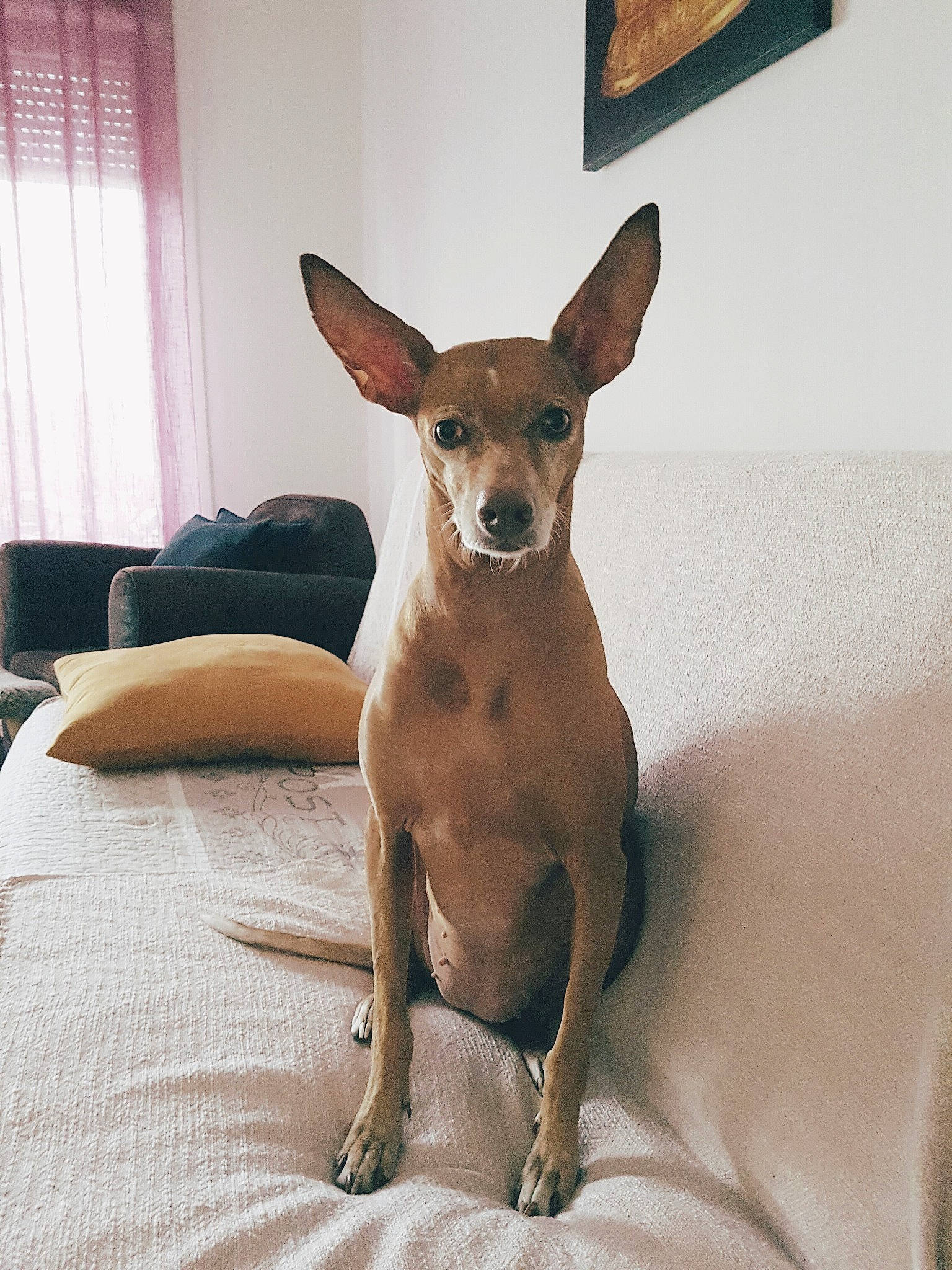 Naimi a rejoint le concours — aidez-le/la à gagner de superbes lots ! american_hairless_terrier, canidae, carnivore, chihuahua, dog, dog_breed, ear, english_toy_terrier, fawn, feist, mammal, non_sporting_group, prazsky_krysarik, snout, toy_dog, toy_fox_terrier, vertebrate