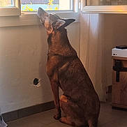 Ino participe au concours pour gagner de l'argent avec cette photo : animal, brown, calm, canine, curtain, daylight, dog, floor, furniture, house, indoor, light, looking, pet, quiet, side_view, sitting, tile, wall, window