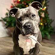 Stella joined the competition — help win amazing prizes! dog, pet, indoor, floor, christmas_tree, decorations, holiday, festive, brown_floor, collar, cute, animal, portrait, canine, domestic_animal, looking_at_camera, ears, sitting, wooden_floor, background_blur