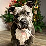 dog, pet, indoor, floor, christmas_tree, decorations, holiday, festive, brown_floor, collar, cute, animal, portrait, canine, domestic_animal, looking_at_camera, ears, sitting, wooden_floor, background_blur