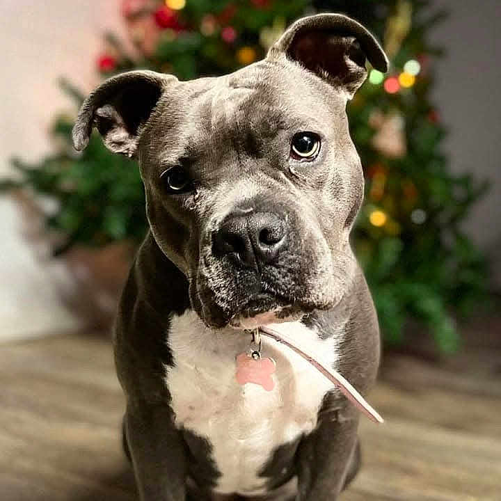 Stella joined the competition — help win amazing prizes! animal, background_blur, brown_floor, canine, christmas_tree, collar, cute, decorations, dog, domestic_animal, ears, festive, floor, holiday, indoor, looking_at_camera, pet, portrait, sitting, wooden_floor