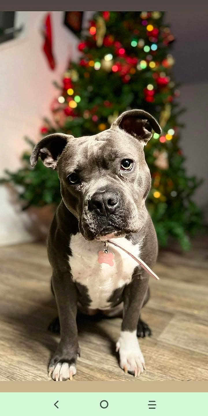 Stella