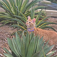 Uno joined the competition — help win amazing prizes! cat, ginger_cat, orange_fur, purple_harness, animal, pet, outdoor, garden, agave, succulent, spiky_leaves, plants, foliage, nature, curious, looking_up, whiskers, ears, portrait, daylight