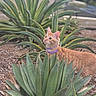 cat, ginger_cat, orange_fur, purple_harness, animal, pet, outdoor, garden, agave, succulent, spiky_leaves, plants, foliage, nature, curious, looking_up, whiskers, ears, portrait, daylight
