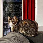 Isis a rejoint le concours — aidez-le/la à gagner de superbes lots ! cat, tabby_cat, indoor, couch, furniture, window, curtain, red_curtain, gray_couch, pet, animal, whiskers, fur, ears, face, looking, sitting, home, cozy, domestic