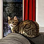 cat, tabby_cat, indoor, couch, furniture, window, curtain, red_curtain, gray_couch, pet, animal, whiskers, fur, ears, face, looking, sitting, home, cozy, domestic