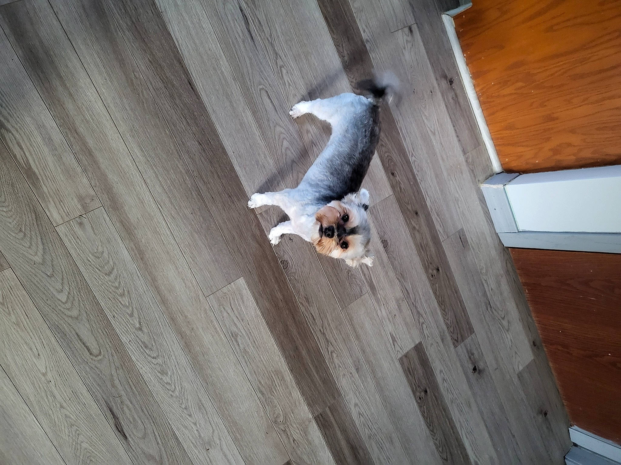 Breezy is registered to the contest to win money with this photo: carnivore, ceiling, companion_dog, composite_material, dog, dog_breed, door, floor, flooring, grey, hardwood, laminate_flooring, pattern, plywood, sporting_group, stairs, tail, wood, wood_flooring, wood_stain
