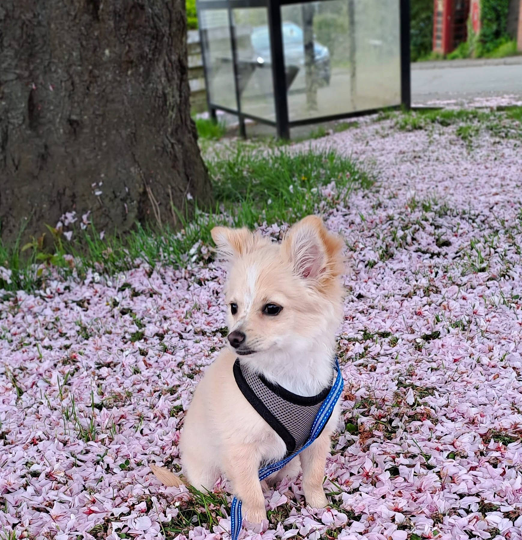 Bobby is registered to the contest to win money with this photo: canidae, carnivore, collar, companion_dog, dog, dog_breed, dog_clothes, fashion_accessory, fawn, flower, grass, kintamani, leaf, leash, plant, sporting_group, tail, toy_dog, tree, whiskers
