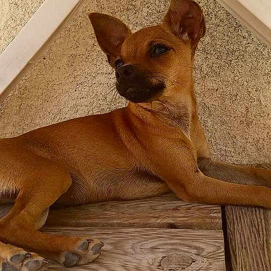 Choupetta