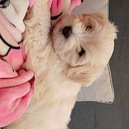 Joy a rejoint le concours — aidez-le/la à gagner de superbes lots ! adorable, animal, blanket, companion, cozy, cushion, cute, dog, fur, hand, indoors, pet, phone, pink, puppy, relaxing, resting, sleepy, small_dog, soft