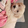 adorable, animal, blanket, companion, cozy, cushion, cute, dog, fur, hand, indoors, pet, phone, pink, puppy, relaxing, resting, sleepy, small_dog, soft
