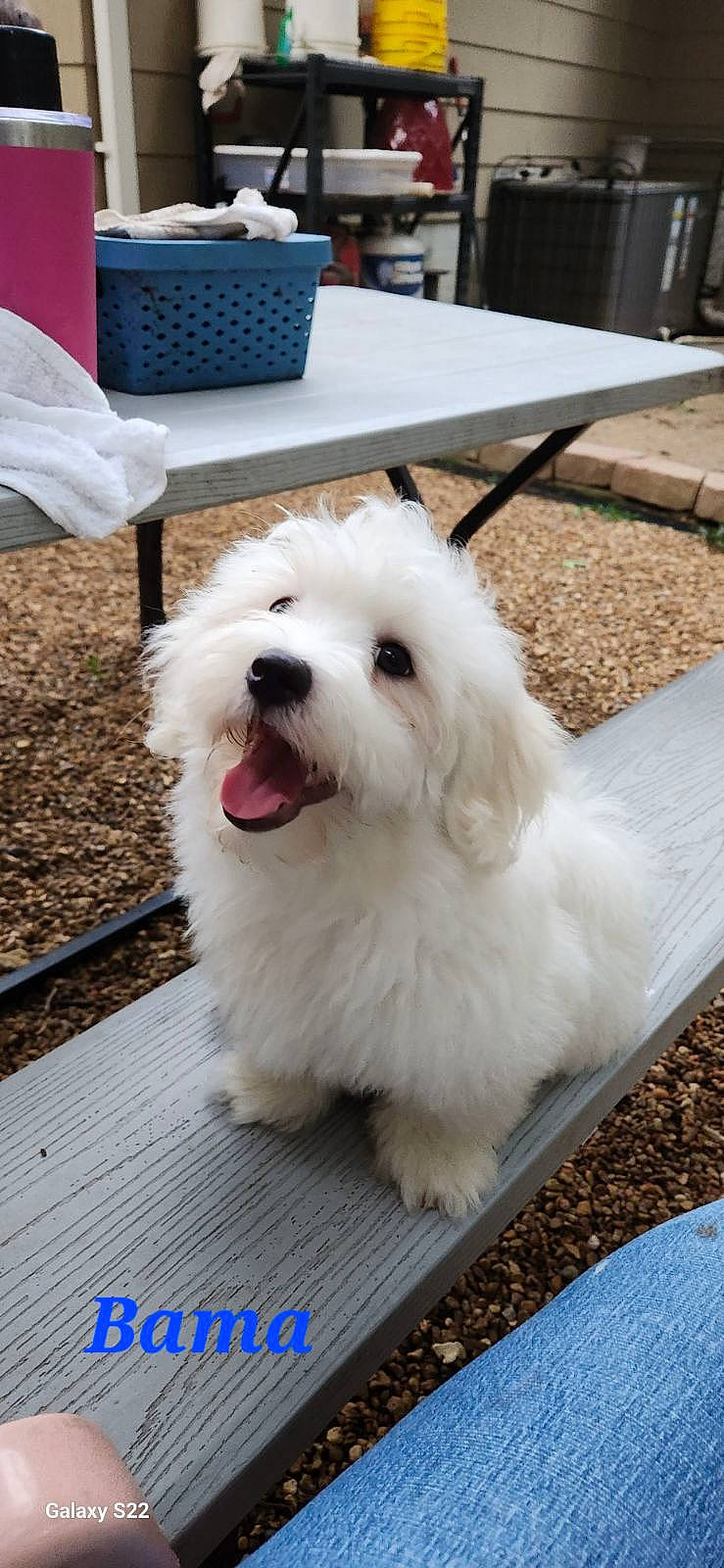 Bama joined the competition — help win amazing prizes! canidae, carnivore, collar, companion_dog, dog, dog_breed, dog_collar, fur, maltepoo, non_sporting_group, puppy, small_terrier, table, toy_dog, working_animal