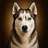 alert, animal, animal_portrait, blue_eyes, brown_background, canine, close_up, cute, dog, domestic_animal, ears_up, fur, furry, indoor, looking_at_camera, mammal, pet, portrait, siberian_husky, studio_lighting