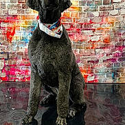 Brock is registered to the contest to win money with this photo: dog, poodle, black_dog, bandana, sitting, brick_wall, graffiti, colorful_background, pet, groomed_dog, urban, portrait, canine, floor_reflection, indoor, stylish, animal, pet_salon, dog_portrait, cute