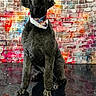 dog, poodle, black_dog, bandana, sitting, brick_wall, graffiti, colorful_background, pet, groomed_dog, urban, portrait, canine, floor_reflection, indoor, stylish, animal, pet_salon, dog_portrait, cute