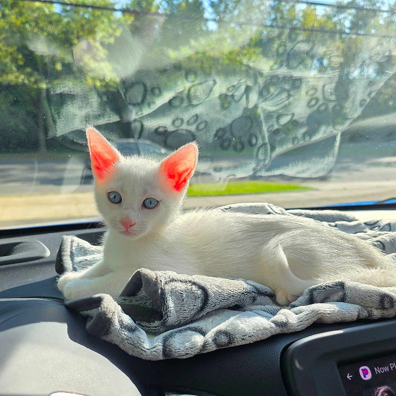 Léo joined the competition — help win amazing prizes! animal, blanket, car_interior, cat, cute, dashboard, feline, greenery, indoor, kitten, nature, outdoor_view, pet, portrait, relaxing, resting, sunlight, white_cat, window, young_cat
