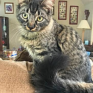 Bailey is registered to the contest to win money with this photo: cat, tabby_cat, pet, feline, animal, indoor, couch, tail, fur, whiskers, green_eyes, living_room, lamp, framed_pictures, cozy, curious, sitting, close_up, household, furniture