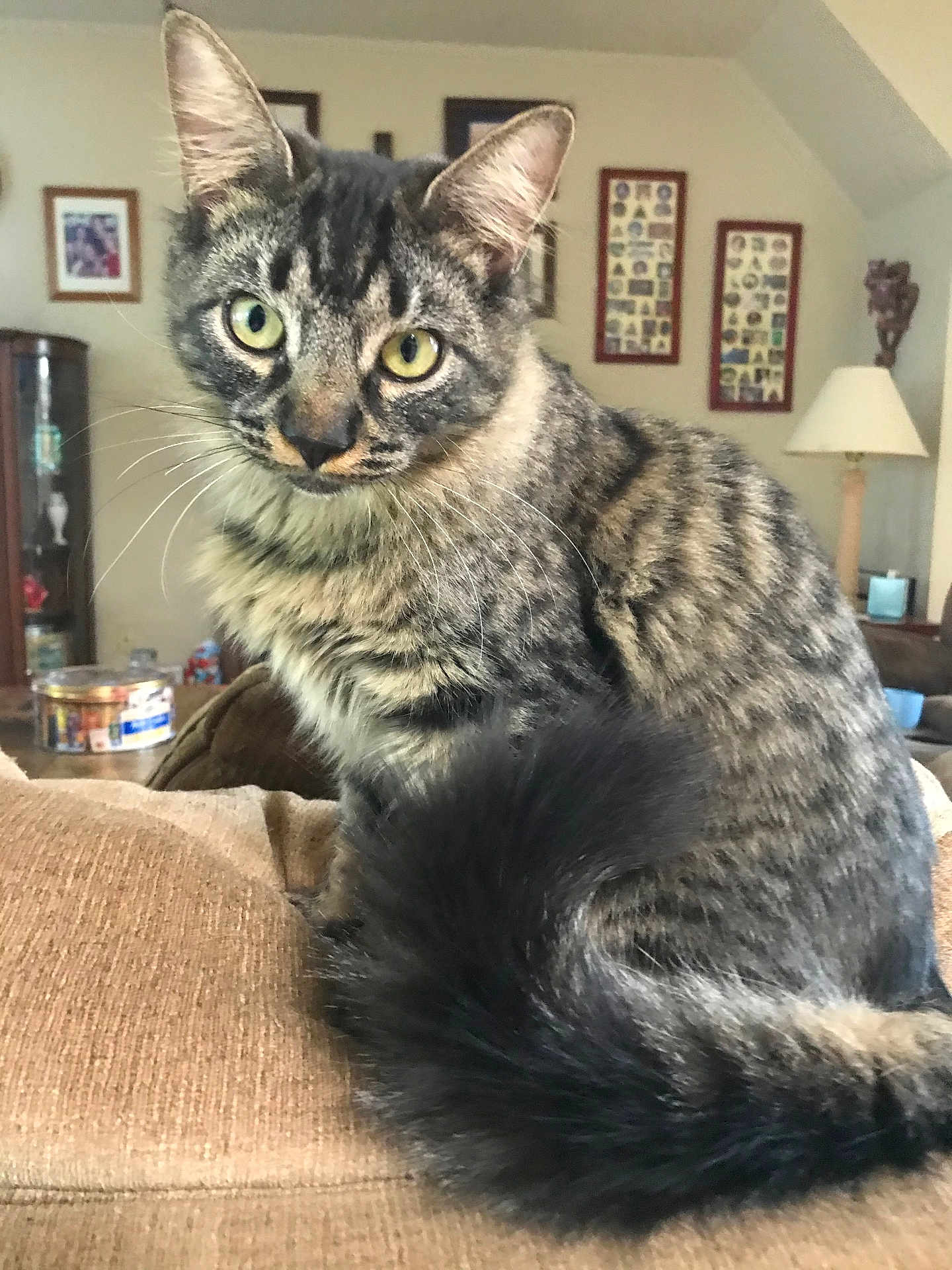 Bailey is registered to the contest to win money with this photo: cat, tabby_cat, pet, feline, animal, indoor, couch, tail, fur, whiskers, green_eyes, living_room, lamp, framed_pictures, cozy, curious, sitting, close_up, household, furniture