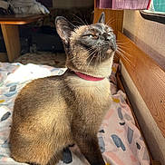 Raven a rejoint le concours — aidez-le/la à gagner de superbes lots ! cat, siamese, pet, indoor, bed, sunlight, window, curtain, feline, animal, fur, whiskers, collar, resting, cozy, wood, patterned_bedspread, domestic, cute, relaxed