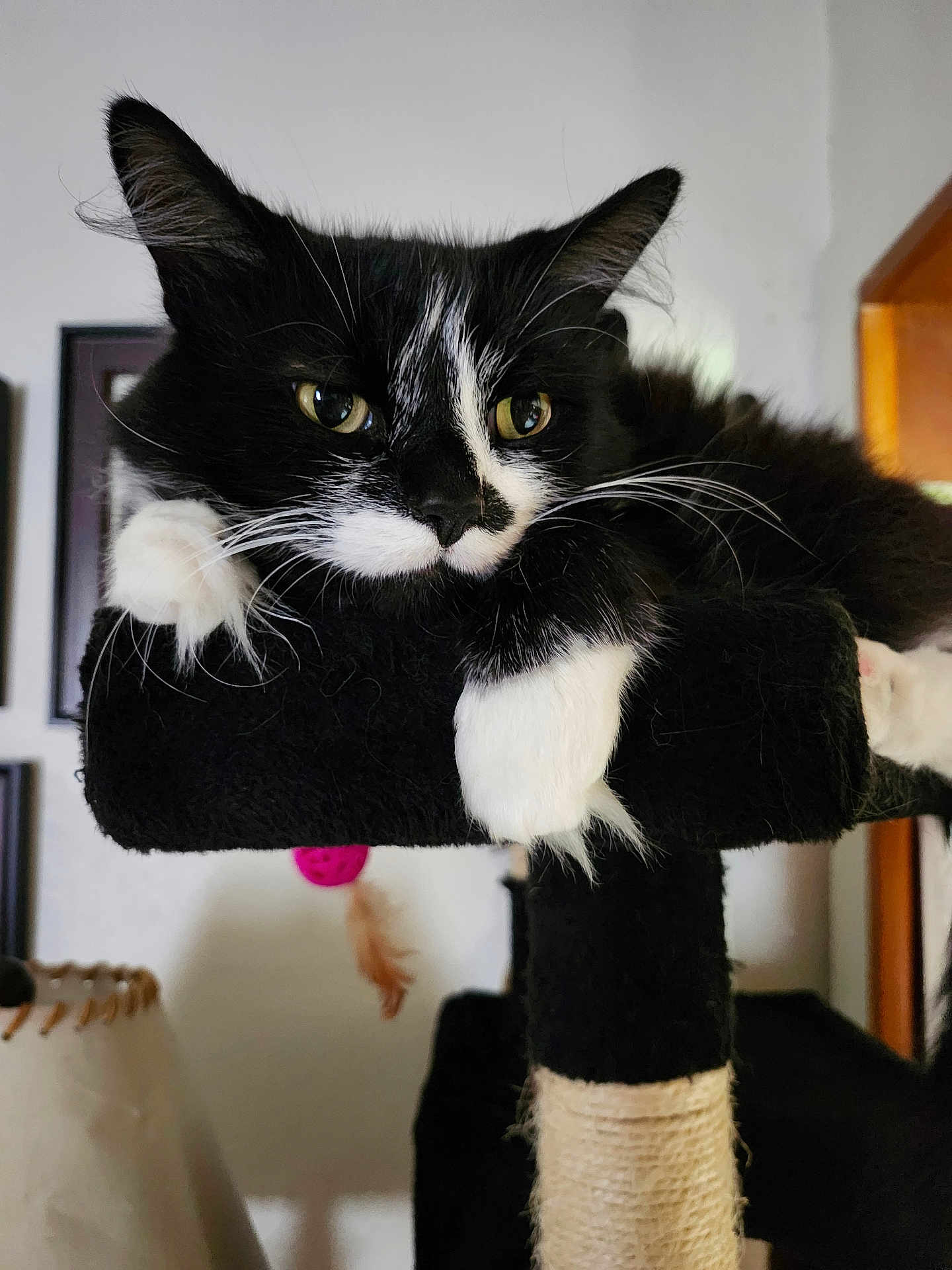 Sylvester joined the competition — help win amazing prizes! cat, black_and_white, indoor, pet, feline, perch, relaxed, fur, whiskers, paws, close_up, animal, household, resting, portrait, domestic, cute, looking, sleepy, cozy