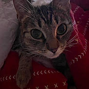 Melaine is registered to the contest to win money with this photo: cat, tabby_cat, close_up, pet, animal, feline, whiskers, eyes, ears, blanket, red_blanket, white_blanket, cozy, indoor, cute, fur, sleeping_area, resting, warm, soft_lighting