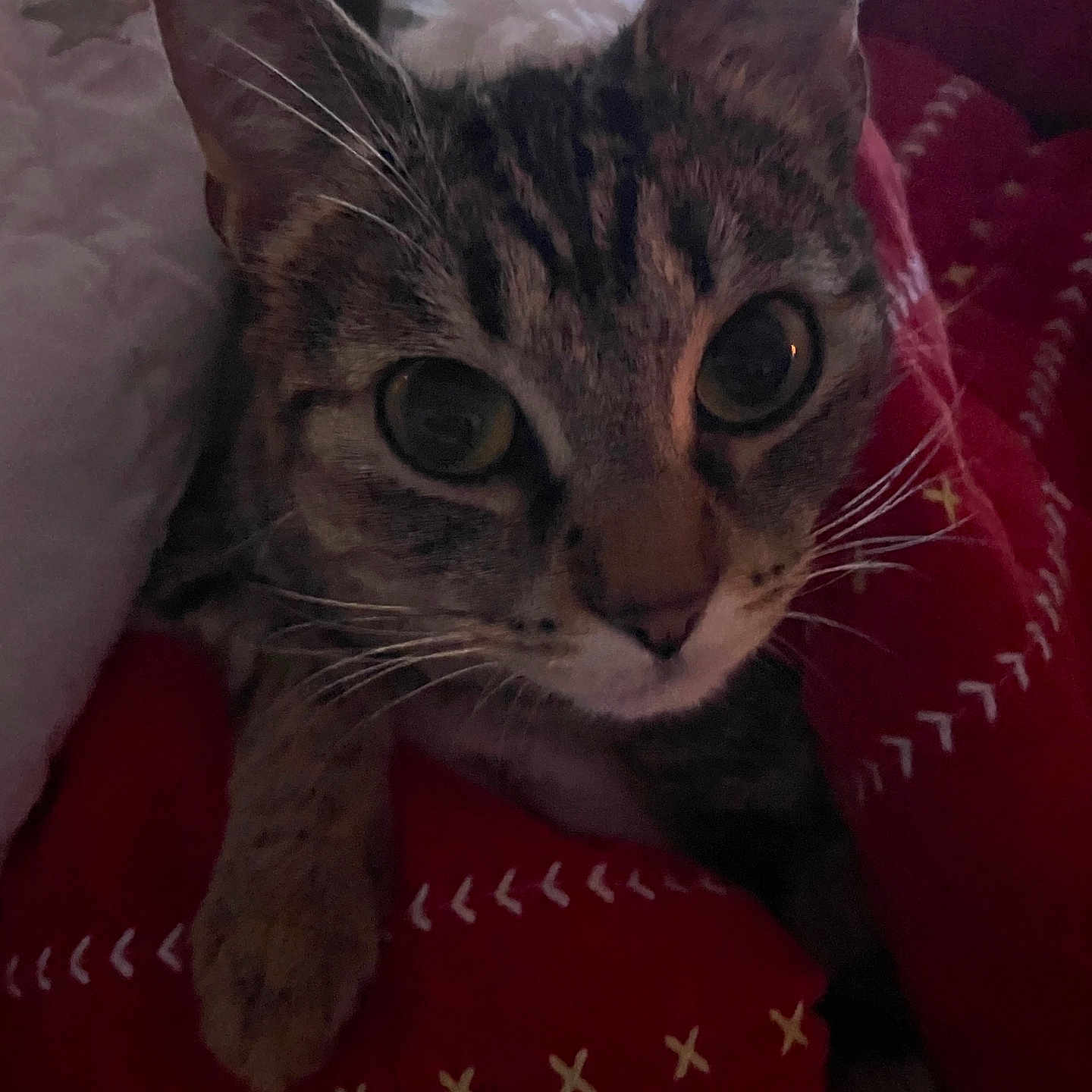 Melaine is registered to the contest to win money with this photo: animal, blanket, cat, close_up, cozy, cute, ears, eyes, feline, fur, indoor, pet, red_blanket, resting, sleeping_area, soft_lighting, tabby_cat, warm, whiskers, white_blanket