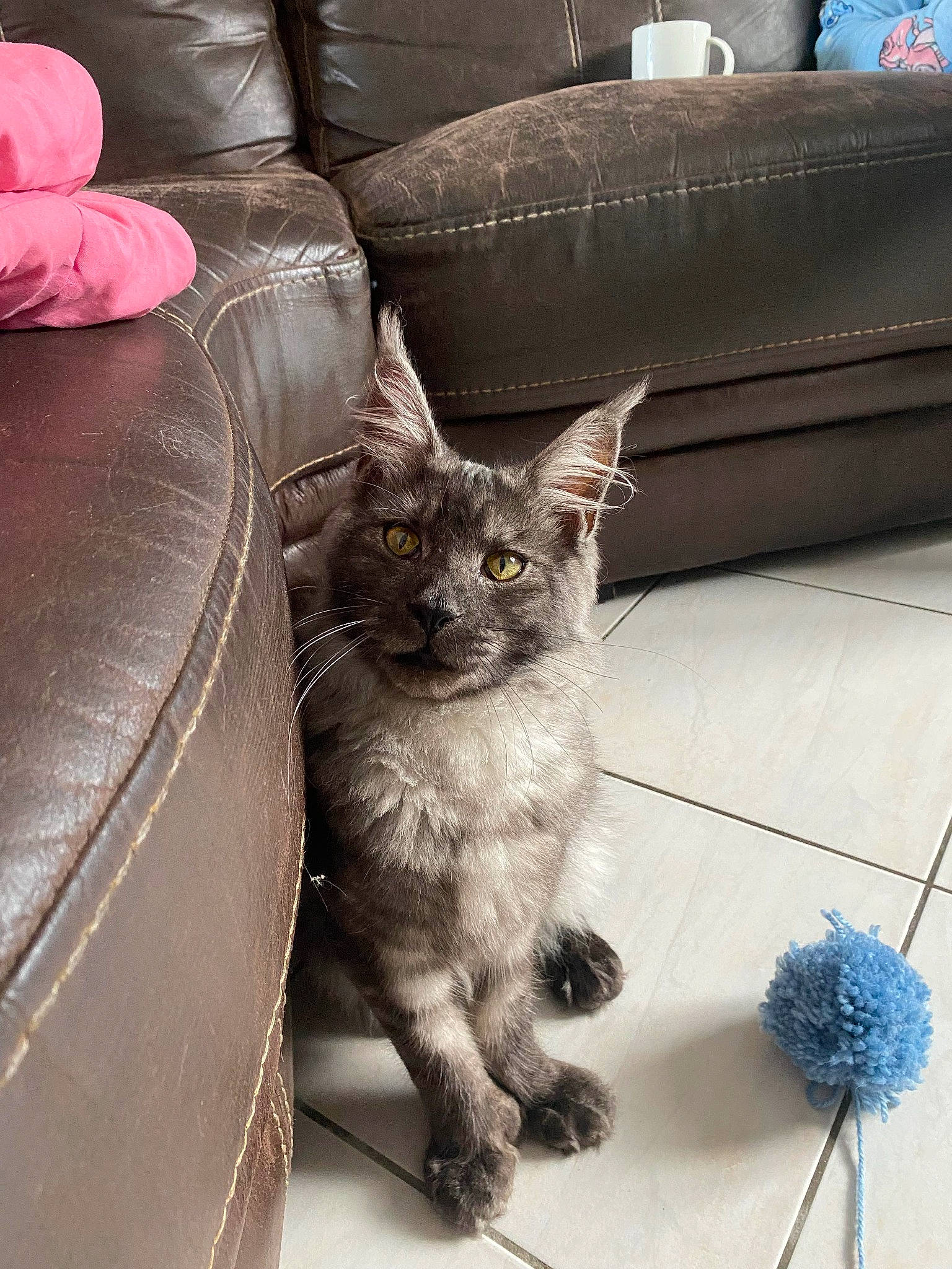 Zeus participe au concours pour gagner de l'argent avec cette photo : black_cat, carnivore, cat, claw, comfort, couch, domestic_short_haired_cat, felidae, floor, flooring, fur, grey, living_room, paw, sitting, small_to_medium_sized_cats, snout, studio_couch, tail, whiskers