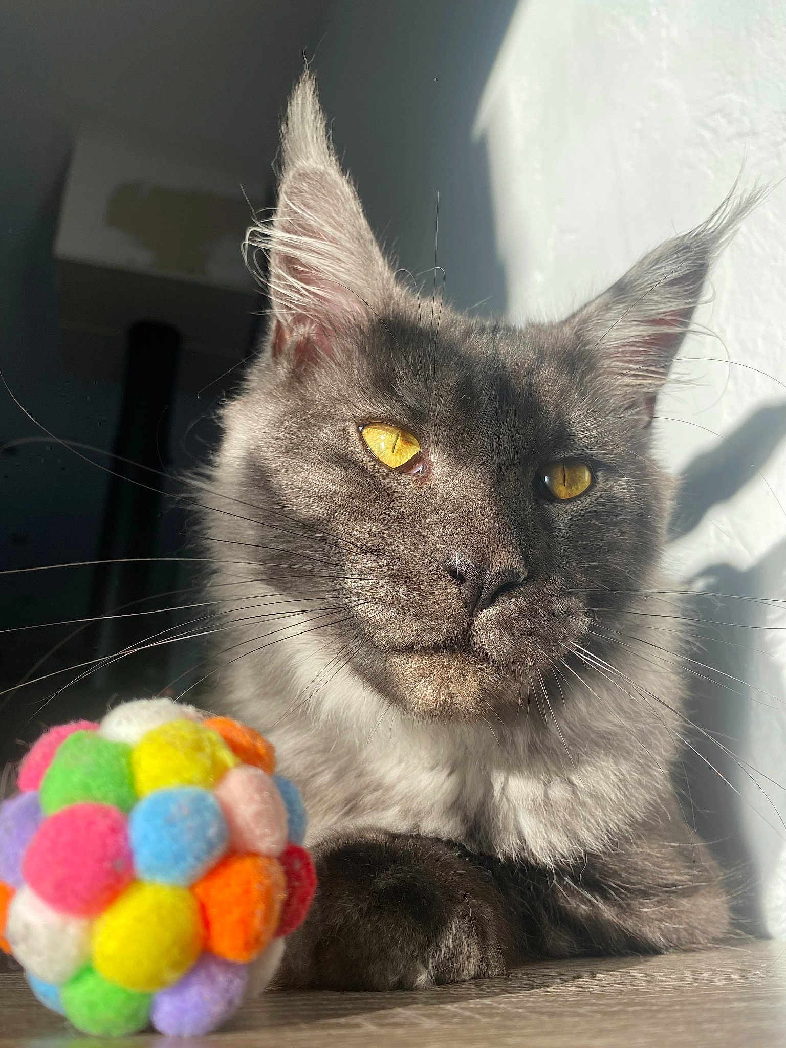 Zeus