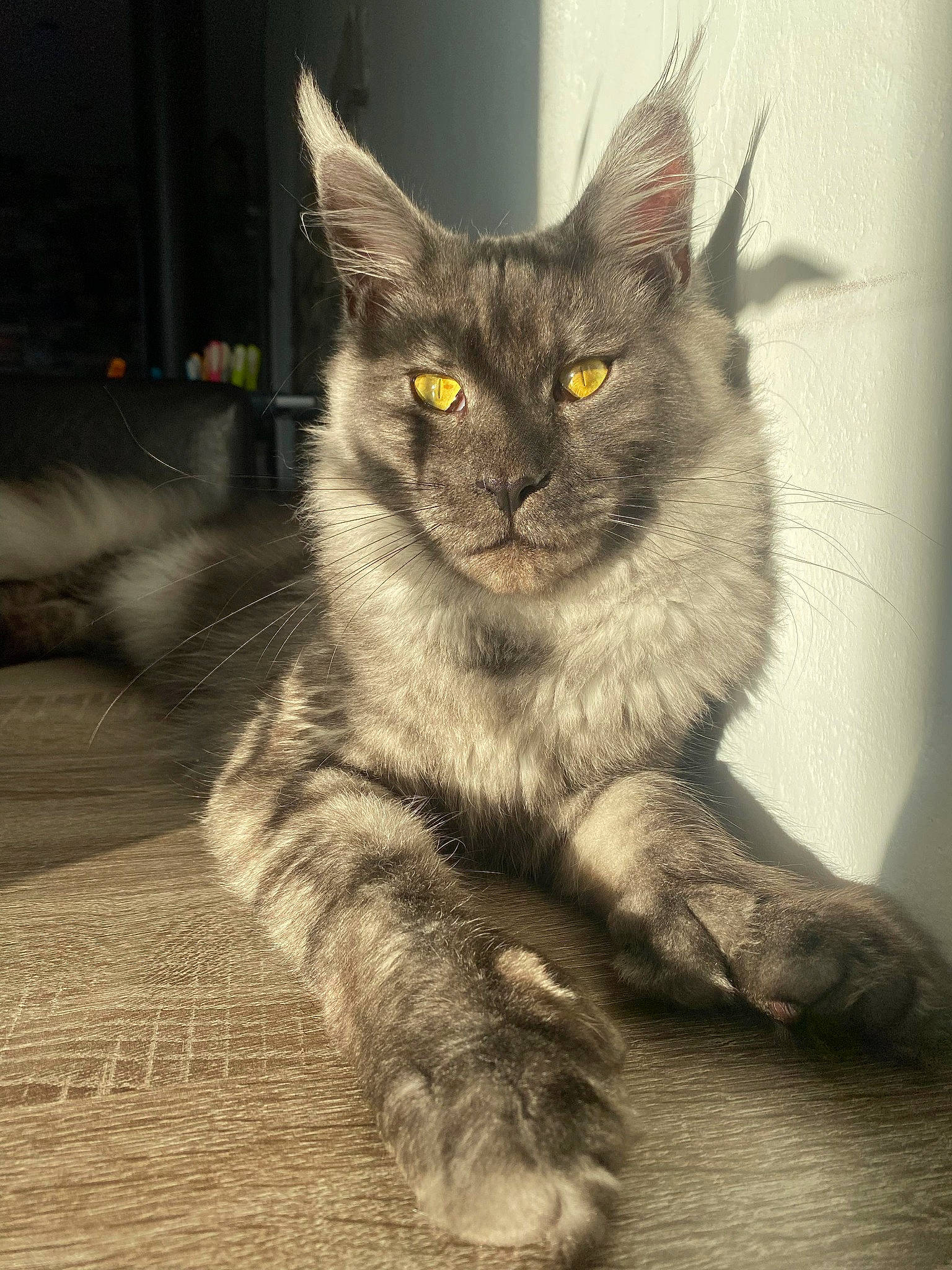 Zeus participe au concours pour gagner de l'argent avec cette photo : black_cat, carnivore, cat, claw, domestic_short_haired_cat, felidae, fur, grey, monochrome_photography, paw, sitting, small_to_medium_sized_cats, snout, tail, terrestrial_animal, whiskers, wildlife, window