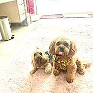 Rocky is registered to the contest to win money with this photo: dog, small_dog, bandana, indoor, rug, pink_rug, pet, cute, fluffy, floor, window, natural_light, cabinet, trash_can, curious, calm, two_dogs, fur, companion, domestic