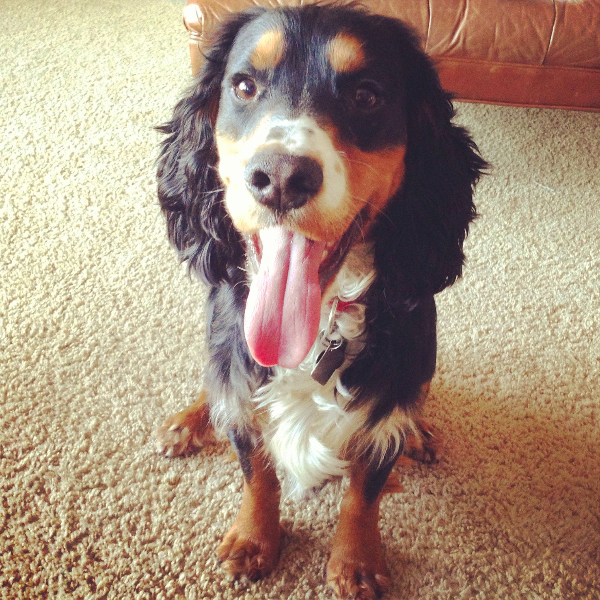 Brutus joined the competition — help win amazing prizes! canidae, carnivore, cavalier_king_charles_spaniel, cocker_spaniel, companion_dog, dog, dog_breed, fur, happy, liver, paw, smile, snout, spaniel, sporting_group, terrestrial_animal, toy_dog, whiskers, working_animal, working_dog