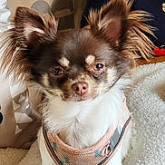 Venus participe au concours pour gagner de l'argent avec cette photo : dog, small_dog, chihuahua, pet, fluffy_ears, harness, close_up, indoor, soft_surface, brown_and_white, cute, animal, companion, portrait, furry, domestic_animal, face, sitting, looking_at_camera, cozy
