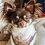 dog, small_dog, chihuahua, pet, fluffy_ears, harness, close_up, indoor, soft_surface, brown_and_white, cute, animal, companion, portrait, furry, domestic_animal, face, sitting, looking_at_camera, cozy