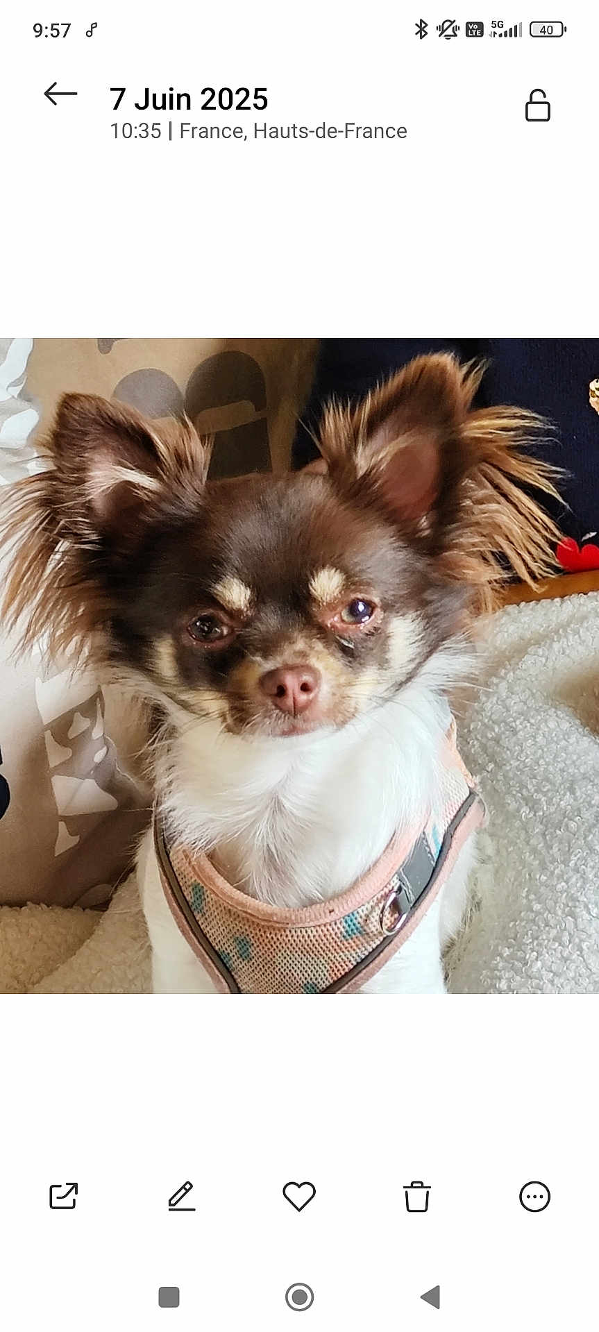 Venus participe au concours pour gagner de l'argent avec cette photo : dog, small_dog, chihuahua, pet, fluffy_ears, harness, close_up, indoor, soft_surface, brown_and_white, cute, animal, companion, portrait, furry, domestic_animal, face, sitting, looking_at_camera, cozy