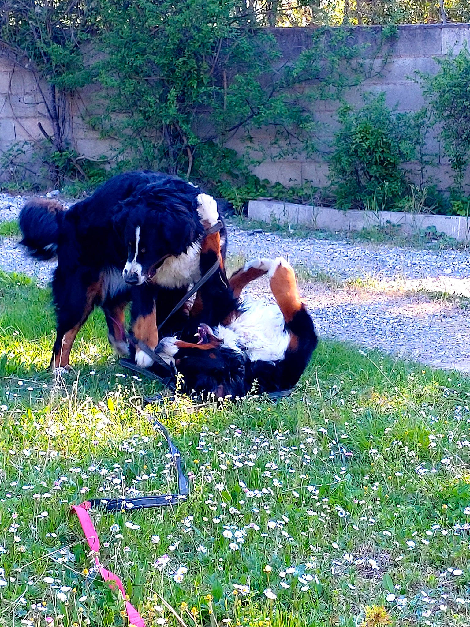 Scarlett a rejoint le concours — aidez-le/la à gagner de superbes lots ! beak, bird, carnivore, dog_breed, electric_blue, flower, flowering_plant, grass, grassland, groundcover, happy, herbaceous_plant, landscape, natural_landscape, pasture, people_in_nature, petal, plant, sporting_group, tree