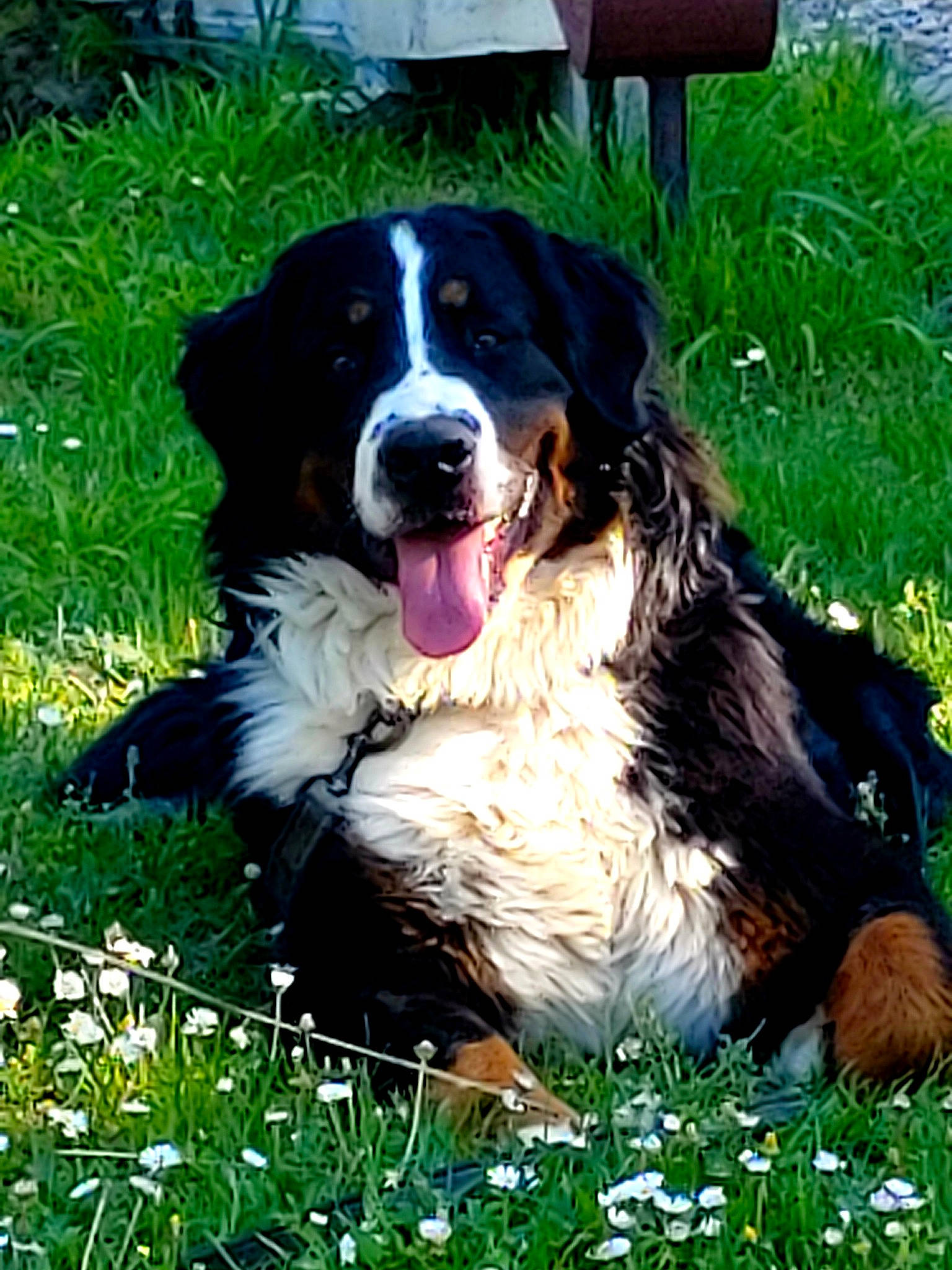 Scarlett a rejoint le concours — aidez-le/la à gagner de superbes lots ! bernese_mountain_dog, canidae, carnivore, chair, companion_dog, dog, dog_breed, grass, green, gun_dog, herding_dog, hunting_dog, liver, plant, snout, sporting_group, terrestrial_animal, working_dog