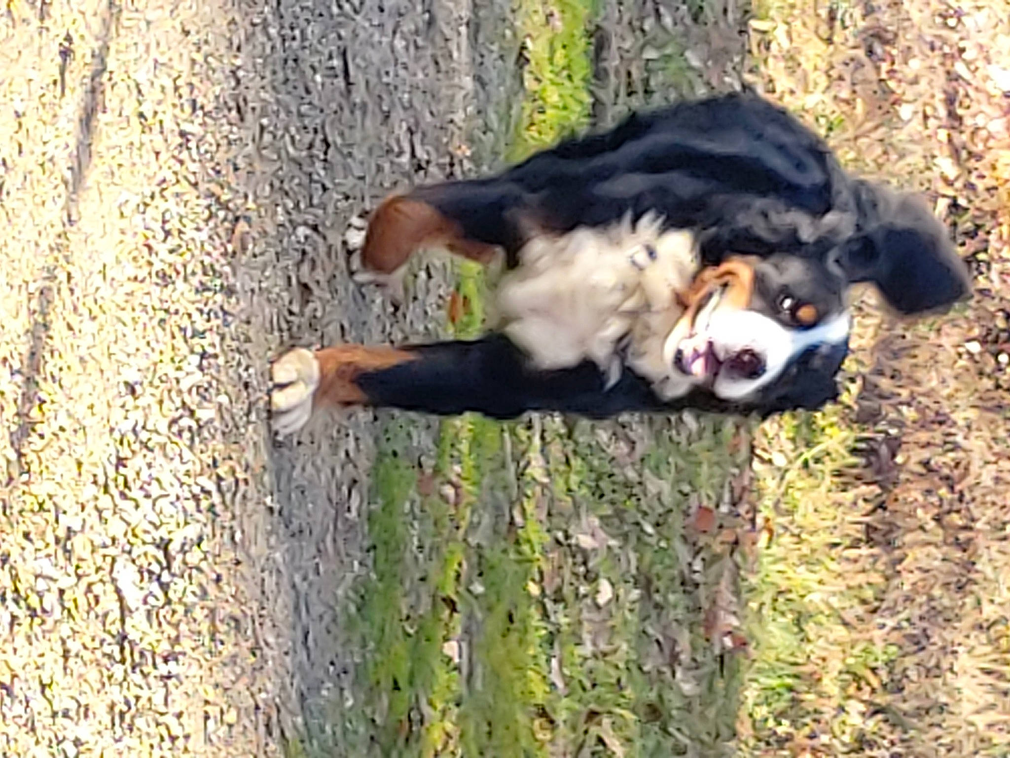 Parsival participe au concours pour gagner de l'argent avec cette photo : canidae, carnivore, companion_dog, dog, dog_breed, fawn, forest, fur, grass, herding_dog, plant, recreation, snout, sporting_group, tail, tree, trunk, water, wood, working_animal