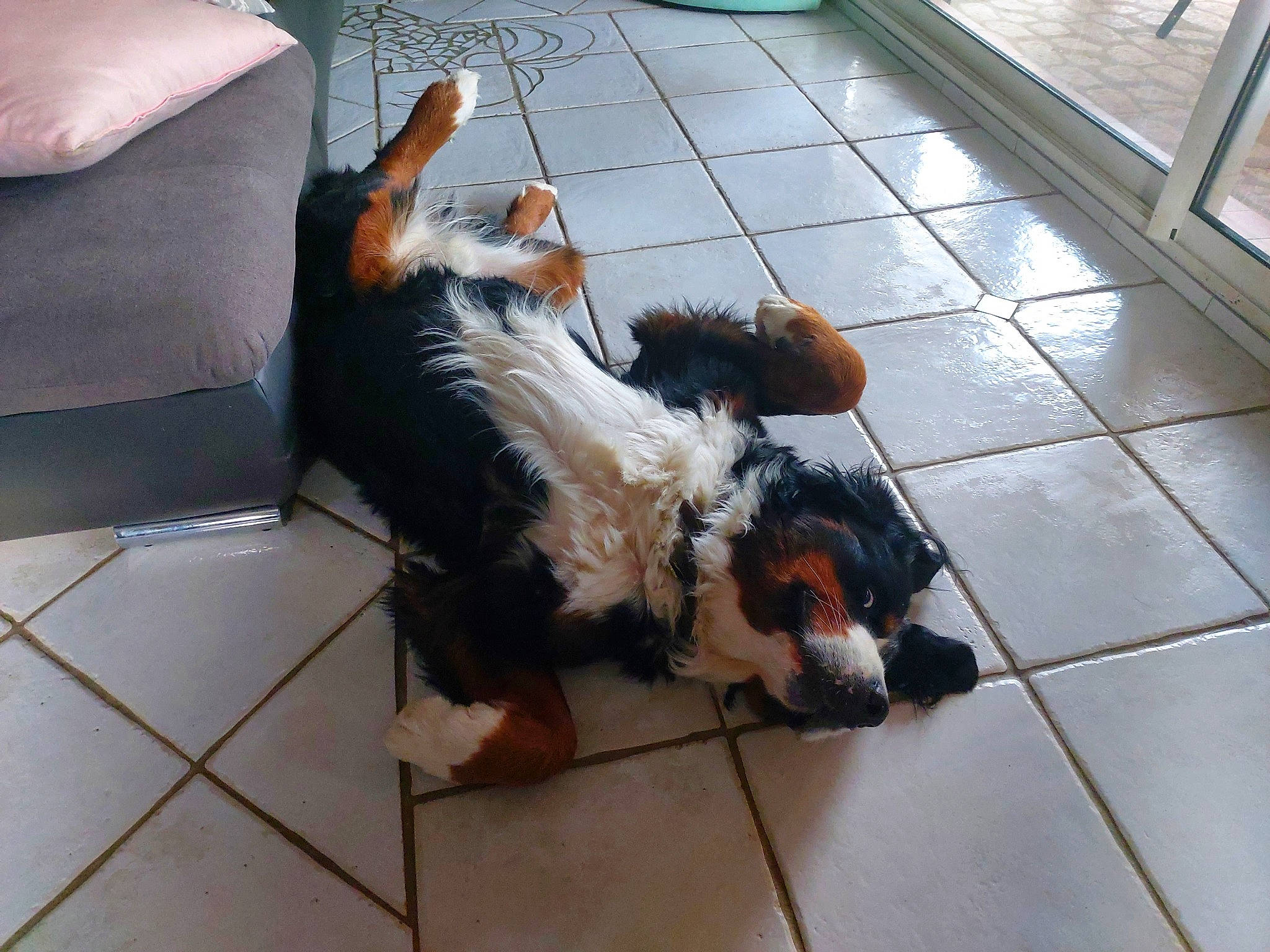 Parsival participe au concours pour gagner de l'argent avec cette photo : canidae, carnivore, comfort, companion_dog, couch, dog, dog_breed, driveway, floor, flooring, fur, road_surface, sidewalk, sitting, snout, sporting_group, tail, toy_dog, working_dog