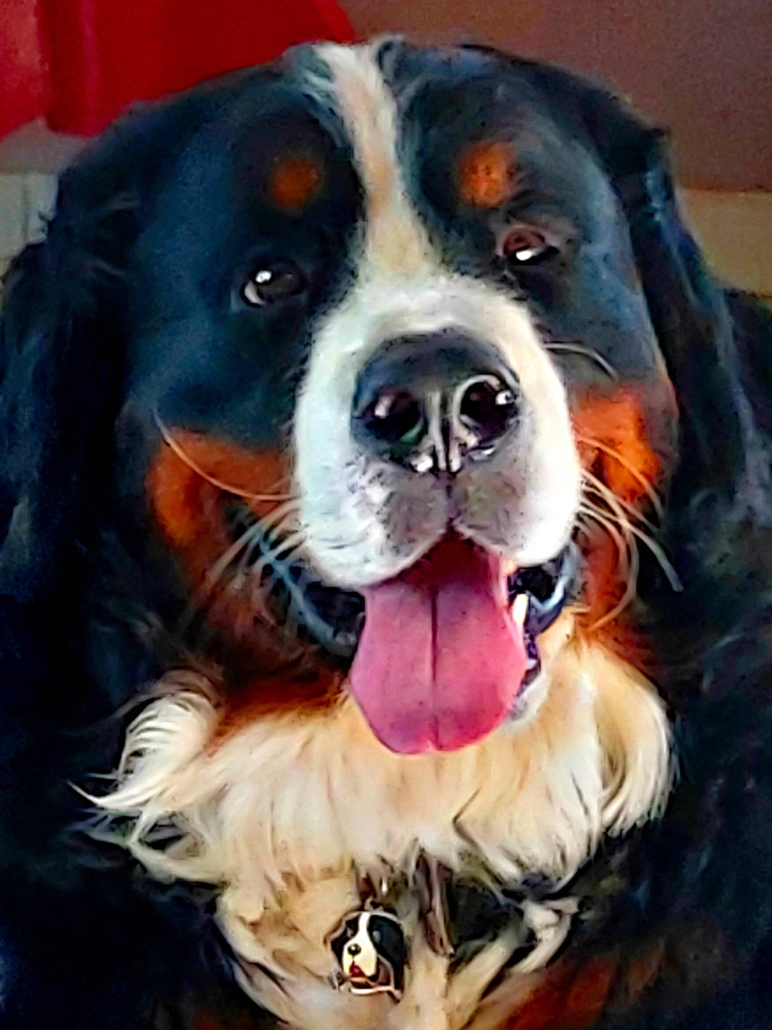 Parsival participe au concours pour gagner de l'argent avec cette photo : art, ball, bernese_mountain_dog, canidae, carnivore, companion_dog, dog, dog_breed, fur, giant_dog_breed, happy, liver, mammal, puppy, snout, sporting_group, vertebrate, whiskers, working_animal, working_dog